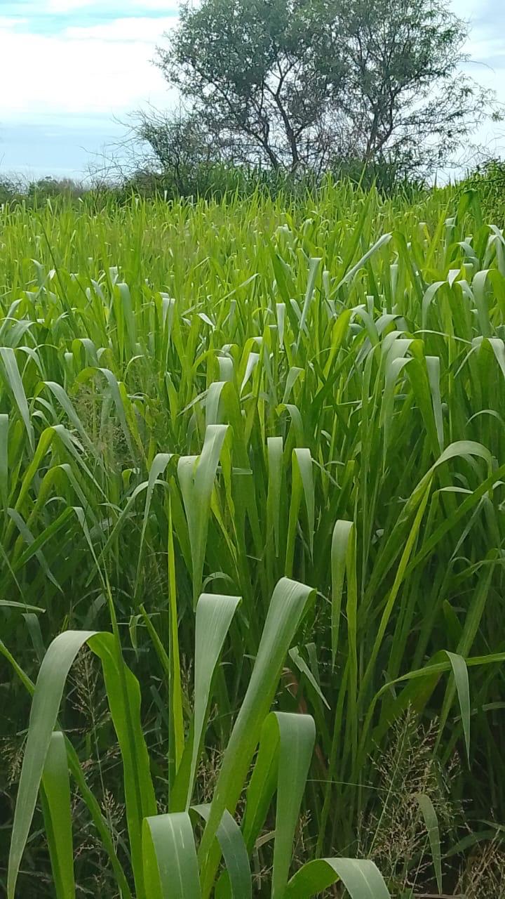 Fortín Yunká - Destacada 2026